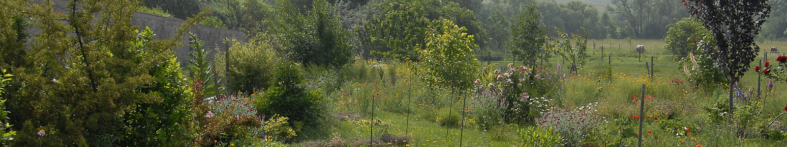 Bunte Wiese mit jungen Bäumen ©DLR